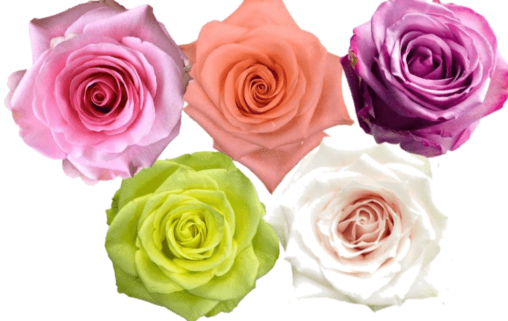 Rose Combo Box - 125 Stems - 48LongStems.com