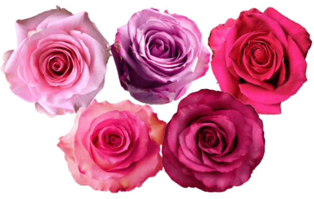 Rose Combo Box - 125 Stems - 48LongStems.com