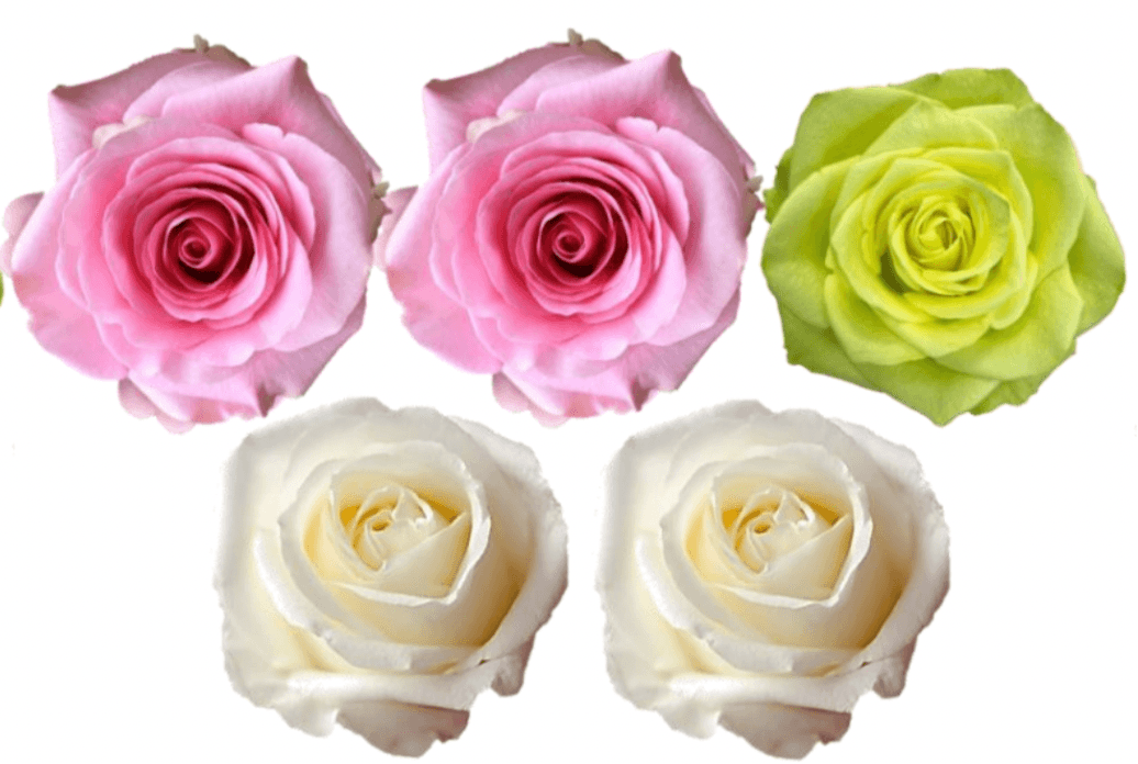 Rose Combo Box - 125 Stems - 48LongStems.com