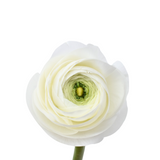 White Ranunculus Cloni