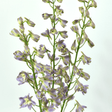 Trick Delphinium