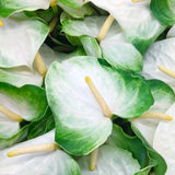 Anthuriums Tropic Ice (USA Grown)