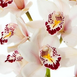 White Cymbidium Orchids
