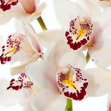 White Cymbidium Orchids
