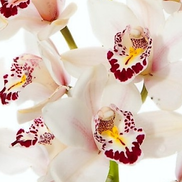White Cymbidium Orchids