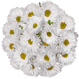 White Matsumoto Aster