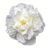 White Peonies (From Chile)