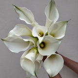 Mini Calla White Mambo