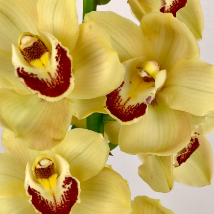 Close-up of yellow orchids with red centers on a light gray background
