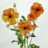 Orange Ranunculus Butterfly