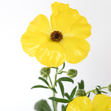 Yellow Ranunculus Butterfly