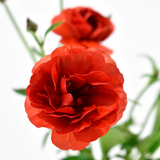 Terracotta Ranunculus Butterfly