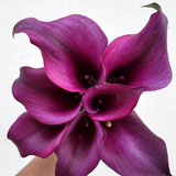 Mini Calla Durban