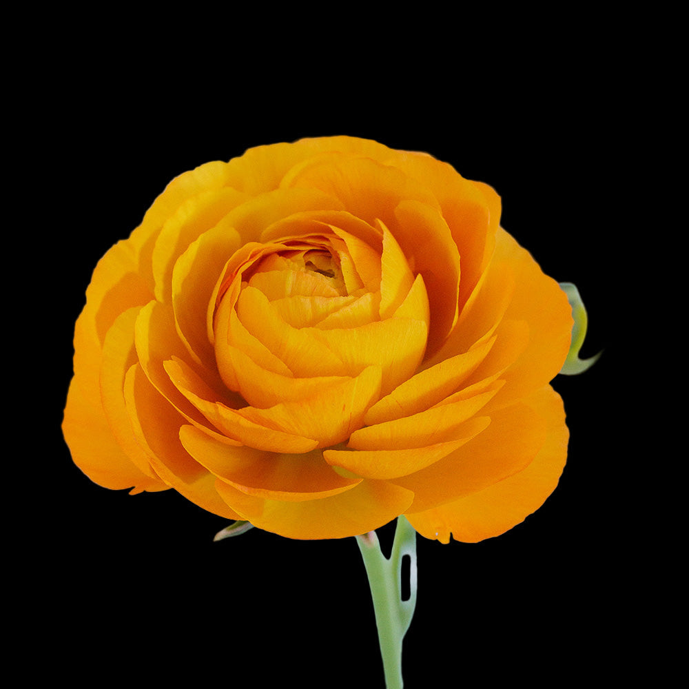 Close-up of a yellow Ranuncula with a light gray background