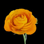 Close-up of a yellow Ranuncula with a light gray background