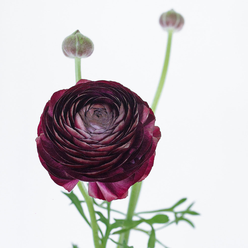 Dark purple ranunculus flower with green stems on a white background