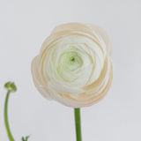 Close-up of a white Ranunculus with a soft focus background