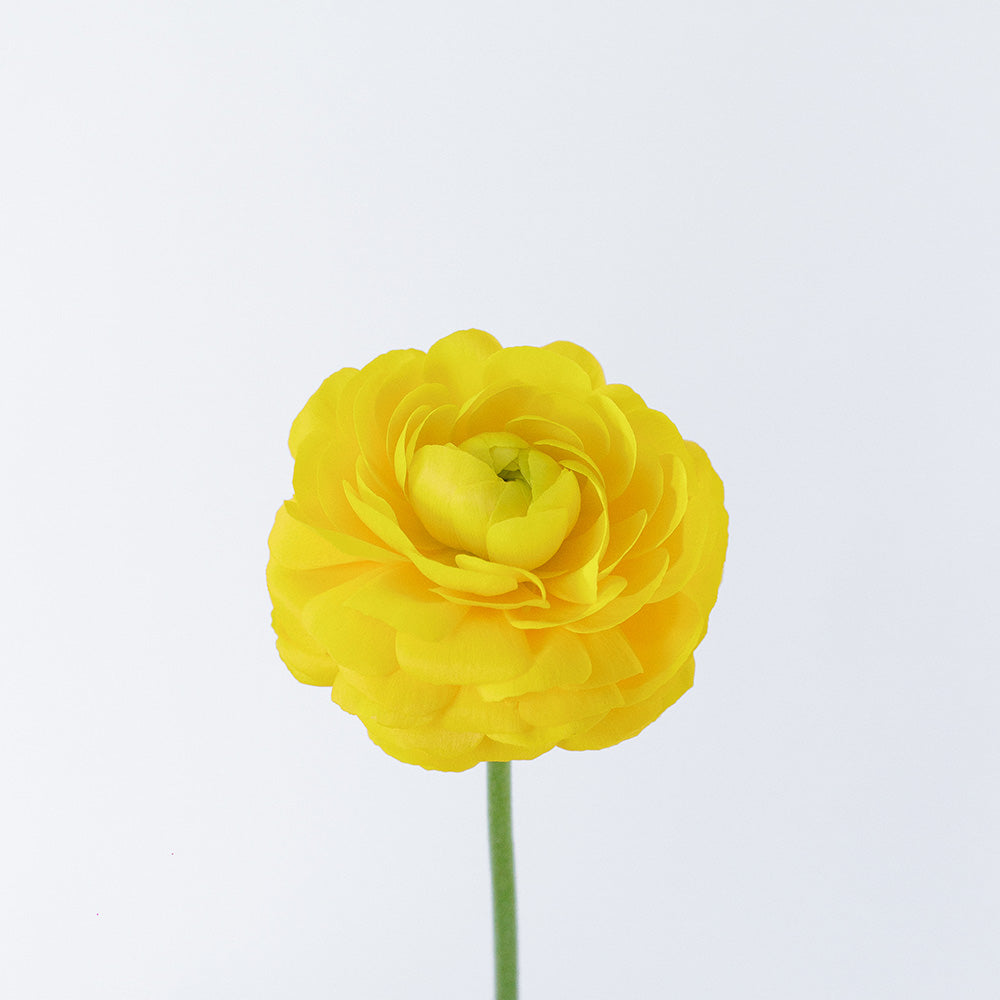 Single yellow Ranunculus on a light gray background