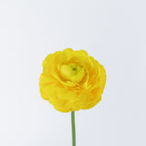 Single yellow Ranunculus on a light gray background