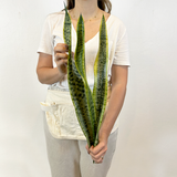 Sansevieria Golden