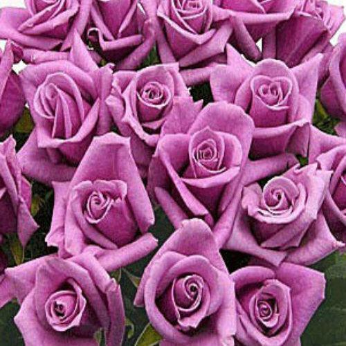 Lavender Rose Bouquet - 48LongStems.com