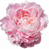 Light Pink Peonies (From Chile)