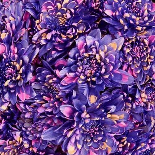 Marshmallow Cupcake Purple Mum Bouquets - 48LongStems.com