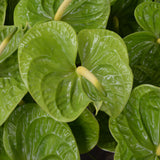 Anthuriums Midori (USA Grown)
