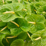 Anthuriums Midori (USA Grown)