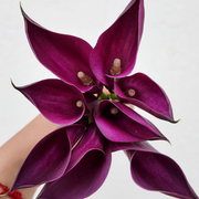 Mini Calla Purple Spirit – 48LongStems.com