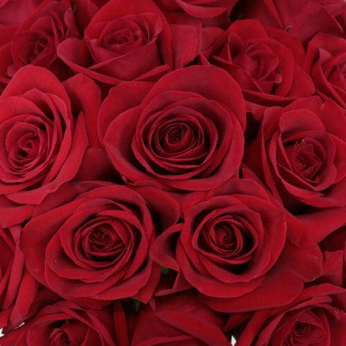 Long Stem Red Rose Bouquet | Wholesale Roses – 48LongStems.com