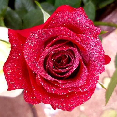 Red Roses with Clear Glitter | Wholesale Glitter Roses | – 48LongStems.com