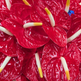 Anthuriums Leilani (USA Grown)