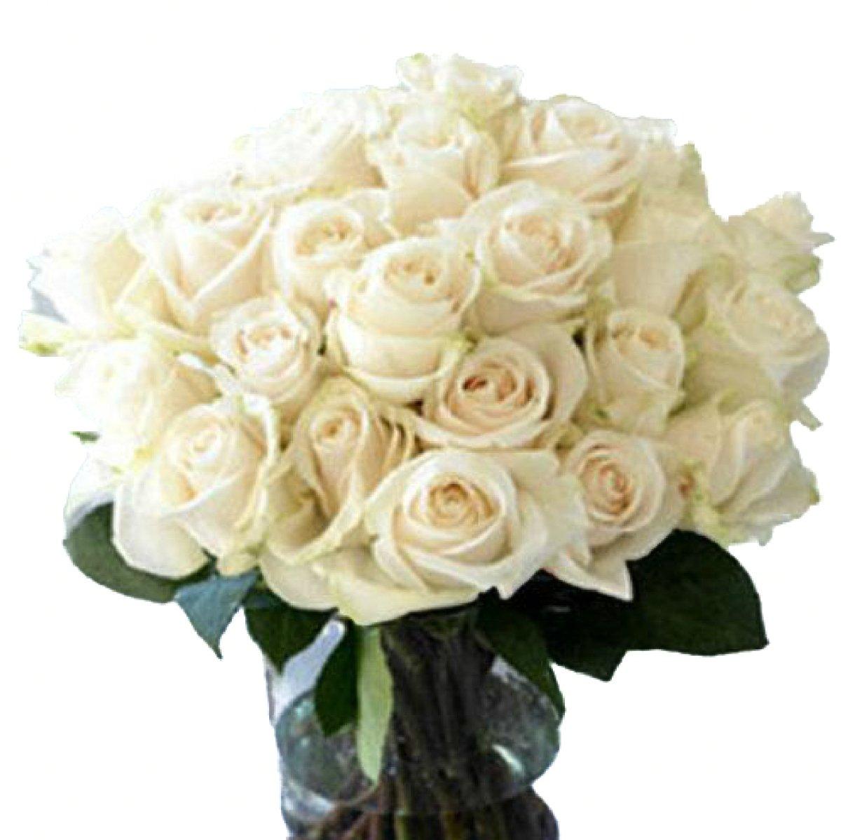 White Roses Sturdy Long Stem White Rose Bouquet | Wholesale Roses – 48LongStems.com