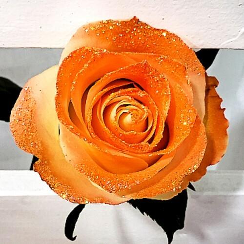 White Roses with Orange Glitter - Bulk