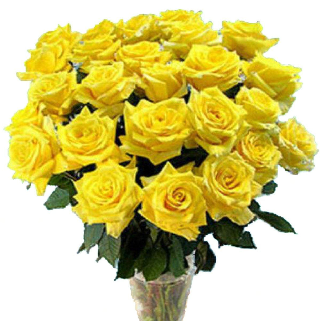 Long Stem Yellow Rose Bouquet | Wholesale Roses – 48LongStems.com