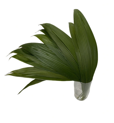 Accordeon, Whaleback Palm Leaf - 48LongStems.com