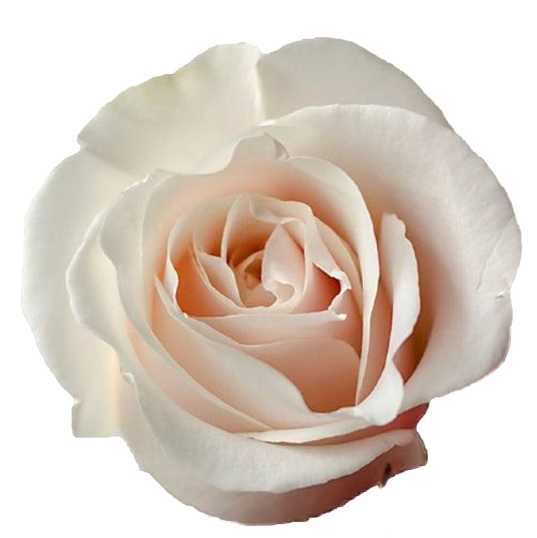 Amelia White Roses Wholesale - 48LongStems.com