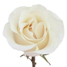 Load image into Gallery viewer, Amelia White Roses Wholesale - 48LongStems.com
