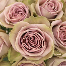 Load image into Gallery viewer, Amnesia Lavender Roses Wholesale - 48LongStems.com
