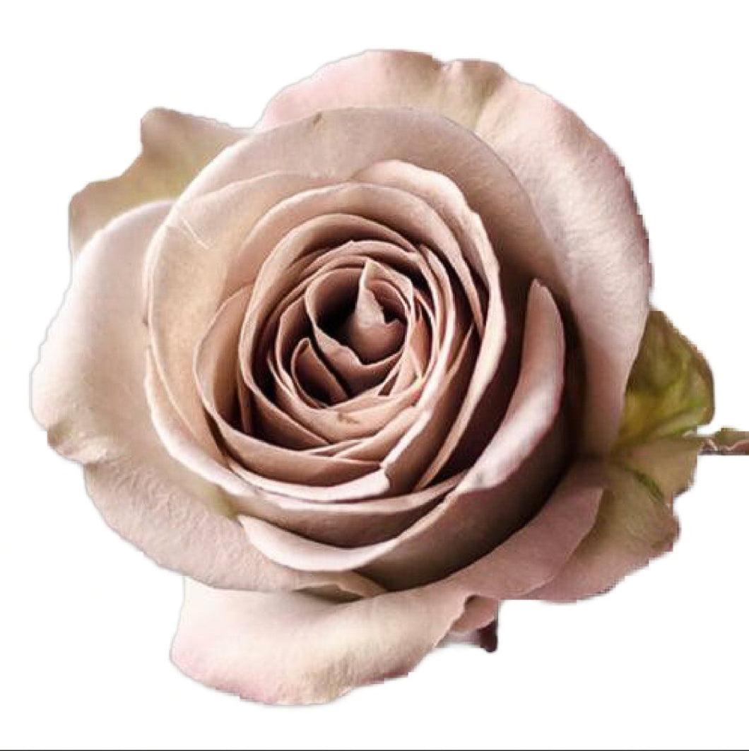 Amnesia Lavender Roses Wholesale - 48LongStems.com