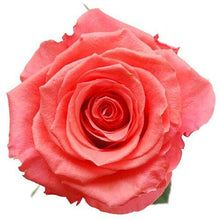 Load image into Gallery viewer, Amsterdam Coral Peach Roses Wholesale - 48LongStems.com

