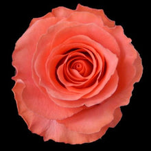 Load image into Gallery viewer, Amsterdam Coral Peach Roses Wholesale - 48LongStems.com

