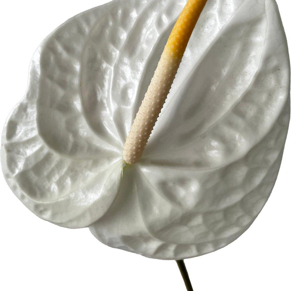 acropolis anthurium Anthurium Acropolis Tropical Flower