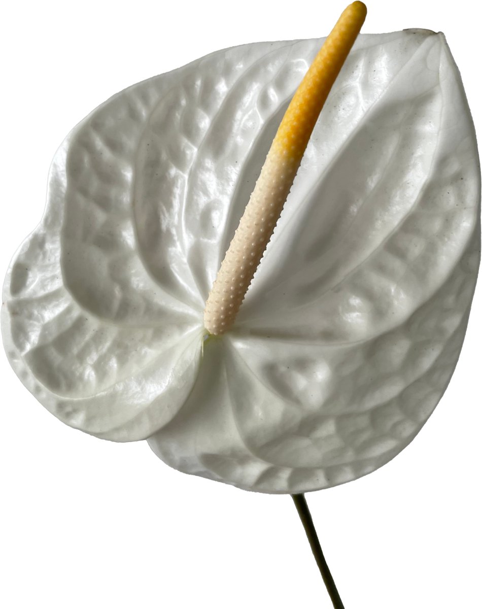 Anthurium Acropolis Tropical Flower - 48LongStems.com