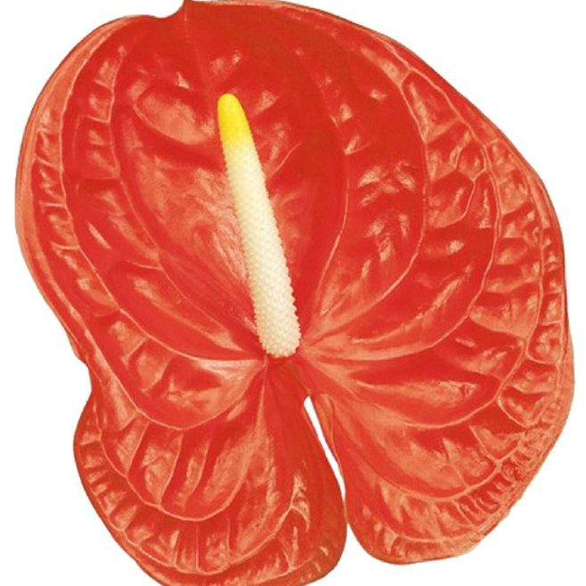 anthurium festino Anthurium Casino Tropical Flower – 48LongStems.com