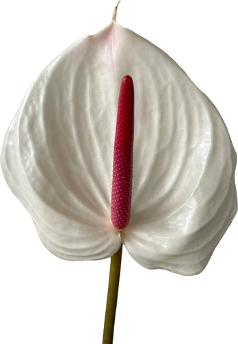 Anthurium Champion Tropical Flower - 48LongStems.com