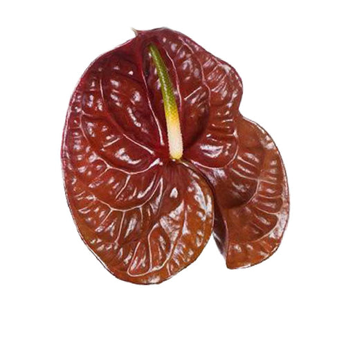 Anthurium Choco Tropical Flower - 48LongStems.com