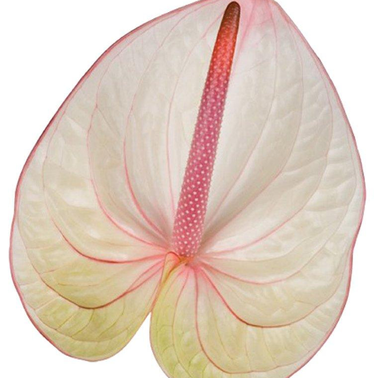 anthurium fleur fanée Anthurium Fantasia Tropical Flower – 48LongStems.com