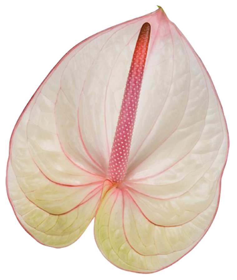 Anthurium Fantasia Tropical Flower - 48LongStems.com